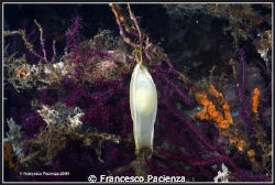 Egg of Scyliorhinus canicula on Red Gorgonia (Paramuricea... by Francesco Pacienza 